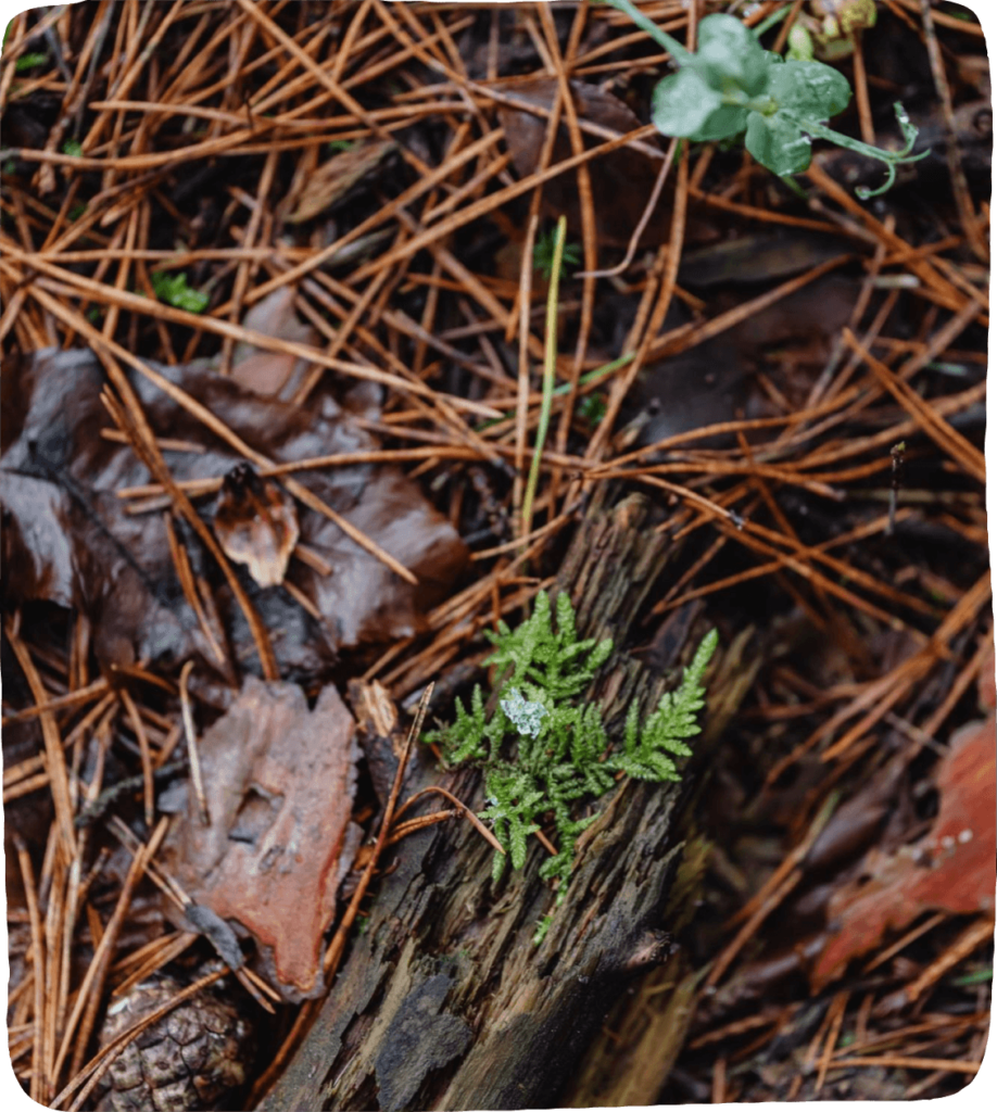 Image of the forest floor with pine needles, moss, and wet leaves (materials needed for this summer nature activity).
