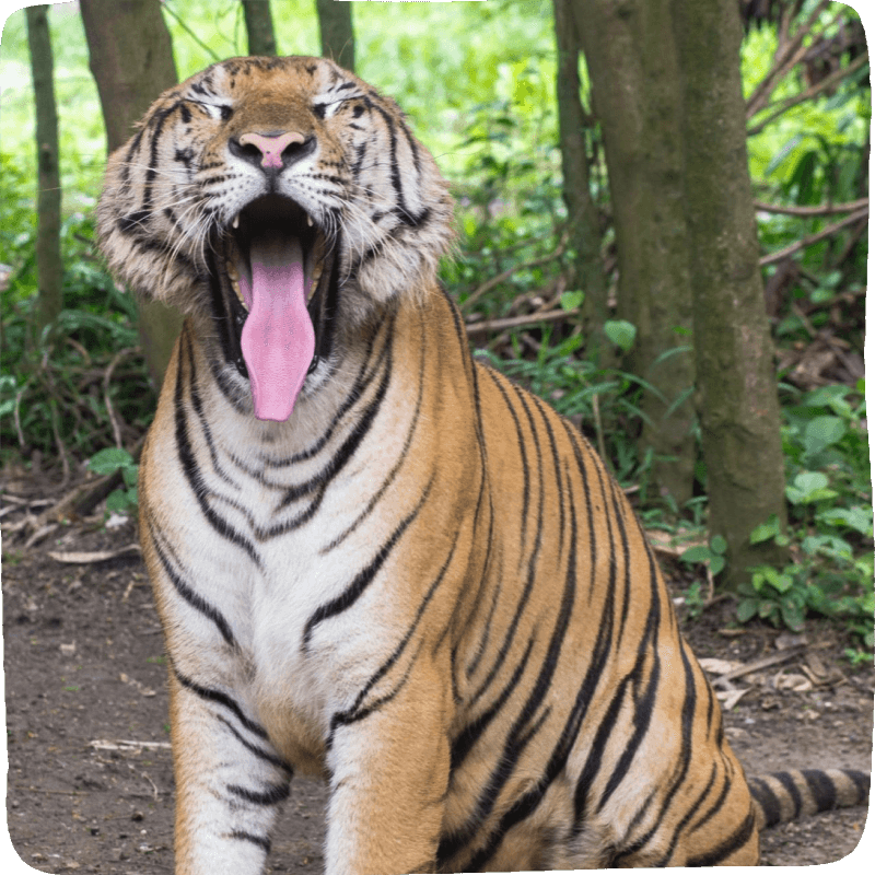 a tiger sticking out its tongue