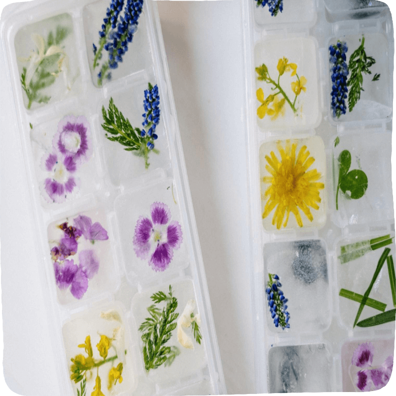 ice cube tray with different little frozen flower petals and leaves in them