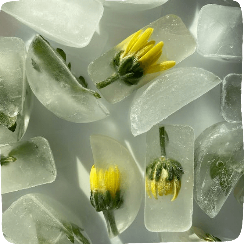 ice cubes with yellow flower sin them